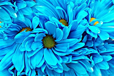 Most Beautiful Blue Flowers