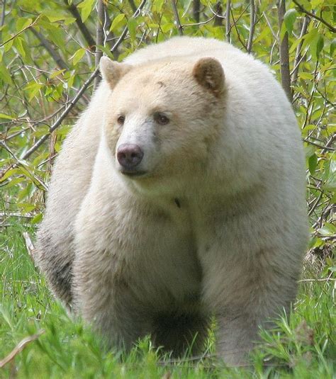 Kermode Bear Kermode Bear Canada Flickr Photo Sharing Grizzly