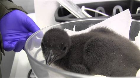 Macaroni Penguin Chick Born At The Tennessee Aquarium Youtube