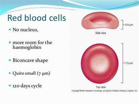 Diagram the anatomy of an erythrocyte (red blood cell, or rbc). 55 best Red Blood Cell images on Pinterest | Red blood ...