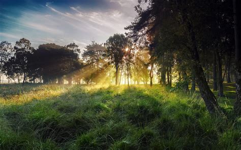 Morning Landscape Sky Rays Sun Grass Forest Wallpaper Nature And