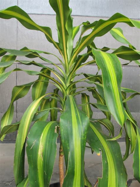 Design Green India Best Tips For Growing Corn Plant Dracaena Fragrans