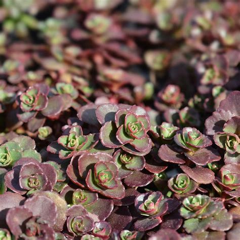 The Best Evergreen Ground Cover Plants Rhythm Of The Home