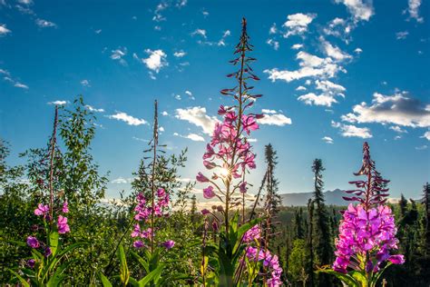 Our Favorite Alaska Wildflowers