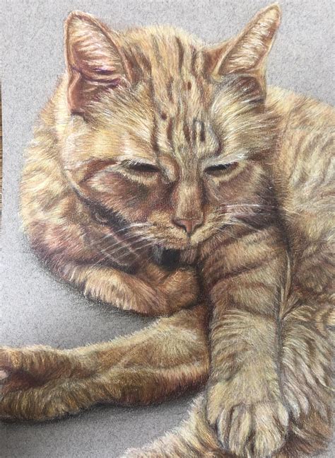 My First Orange Tabby Cat Drawing 😀 Rhalfdecentart