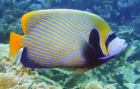 Emperor Angelfish Pomacanthus Imperator Tropical Fish Keeping