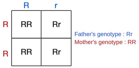 5 Ways To Make ‘inheritance With Punnett Square A More Approachable Topic 2023