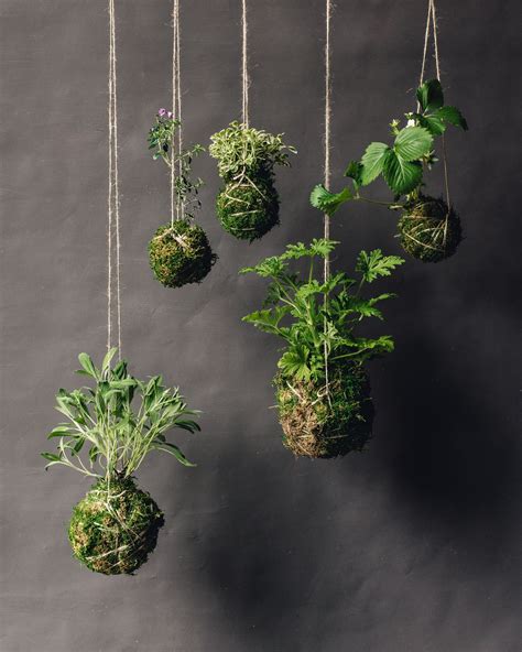 Kokedama Japanese Technique To Decorate Your Home With Plants