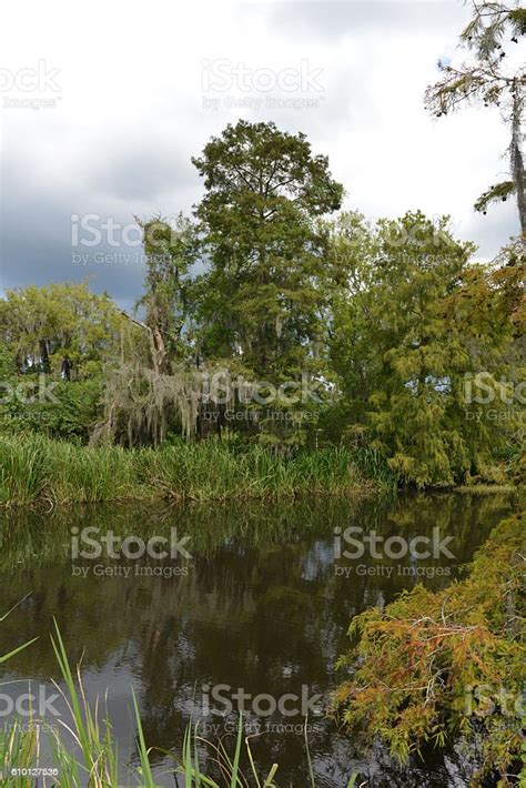 Bayou Landscape In Louisana Usa Stock Photo Download Image Now