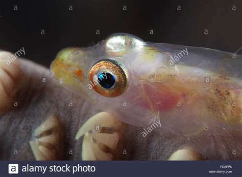 Close Up Of A Whip Coral Goby Beqa Lagoon Fiji Stock Photo Alamy