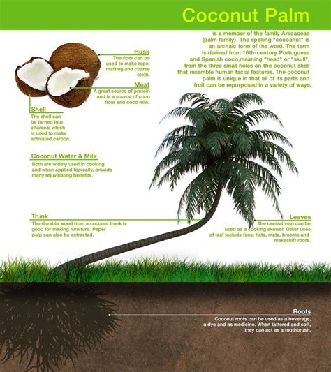 A Coconut Tree Is Shown With Information About Its Leaves And The