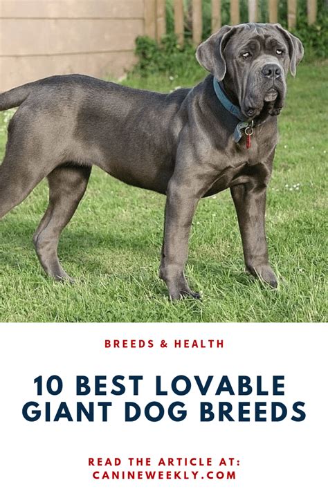 Lumbering Loose Skinned And Large The Neapolitan Mastiff Is A