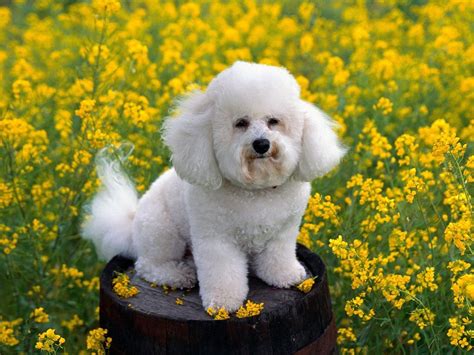 Free Download Poodle Dog Puppies Poodle Puppies 1024x768 For Your