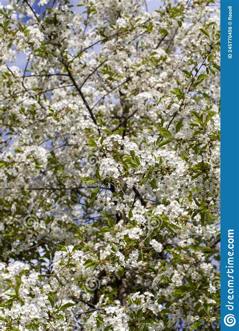 Blooming Fruit Trees With White Flowers In Spring Stock Photo Image