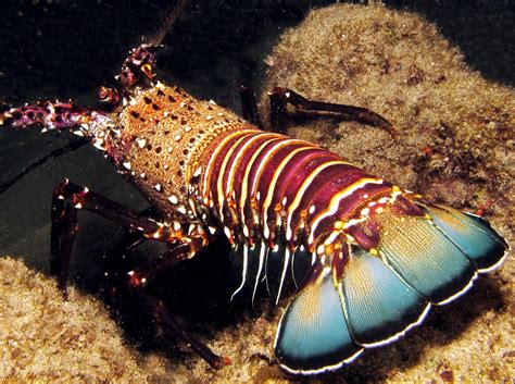 Banded Spiny Lobster Panulirus Marginatus Maui Hawaii Photo 3