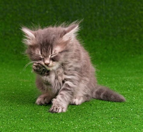 Cute Gray Kitten Stock Photo Image Of Animal Domestic 61409544