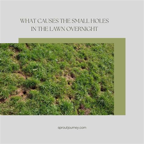 What Causes The Small Holes In The Lawn Overnight Reasons