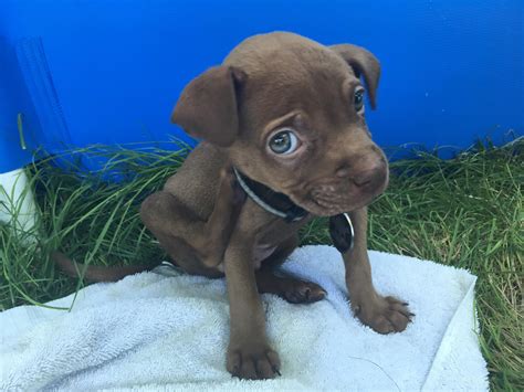 His Dad Is A Pure Bred Red Nose Pit Bull And His Mom Is Boxerlab Mix
