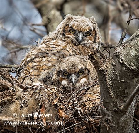 Great Horned Owlets Laura Meyers Nature Photograpylaura Meyers Nature