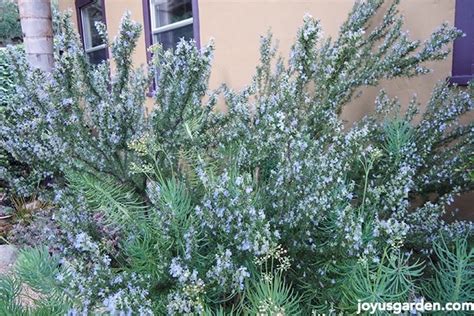 What Everyone Should Know About Growing Rosemary