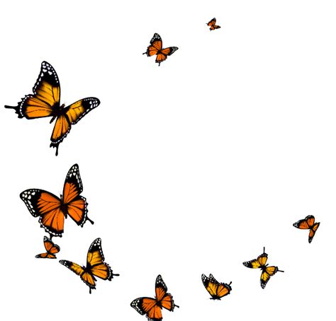 Group Butterfly Png PNG Image Collection