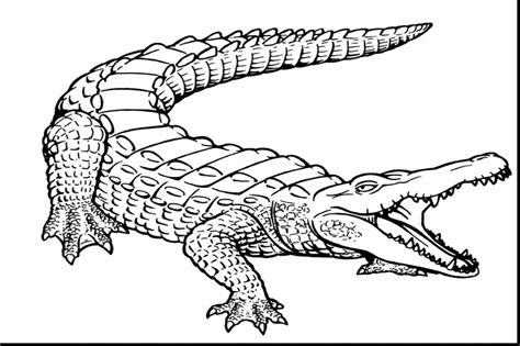 Check spelling or type a new query. Alligators Coloring Pages: Free Printable Alligators ...