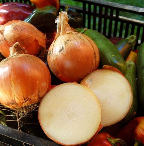 Super Sweet Candy Onion Sets Bulbs For Planting Gardening Noon Day