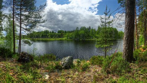 Russia Lake Forests Stones Trunk Tree Island Kilpola Lake