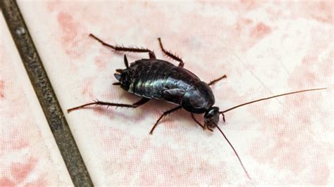 How Do Oriental Cockroaches Get Into Your Home