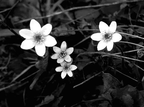 Black And White Flowers Wallpaper 1024x768 51483