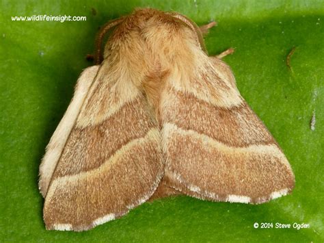 Lackey Moth Caterpillar Web And Moth Malacosoma Neustria
