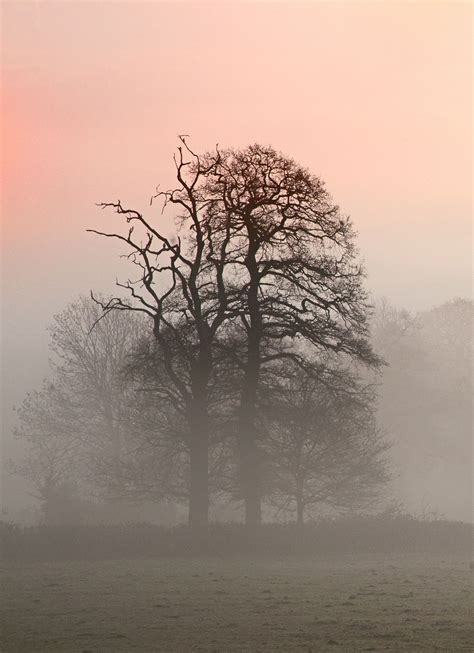 Flickrpocwqzd Dawn Sky With Misty Trees Wales Uk