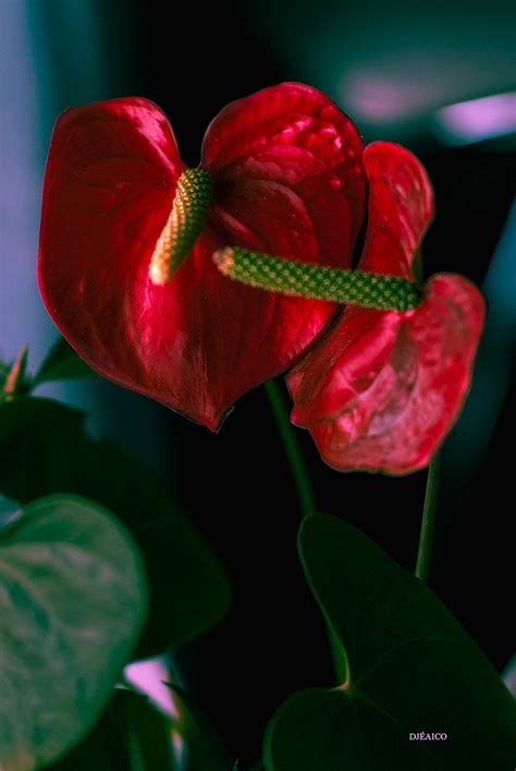 Abc everyday in your inbox. I wonder if these grow in rural Georgia! :) | Flowers ...