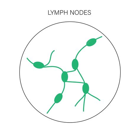 Premium Vector Lymph Nodes Concept