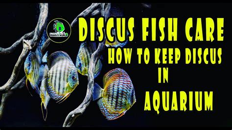 How To Keep Discus Fish In Aquarium Discus Fish Care Guide For