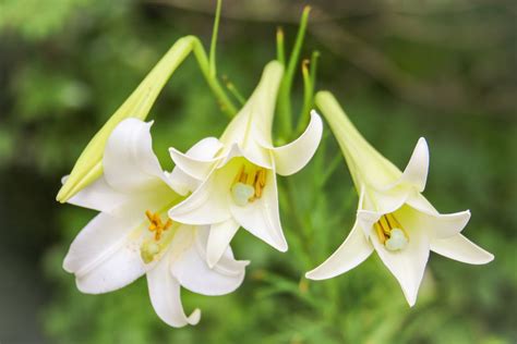 Easter Lilies Selection Care And Re Blooming