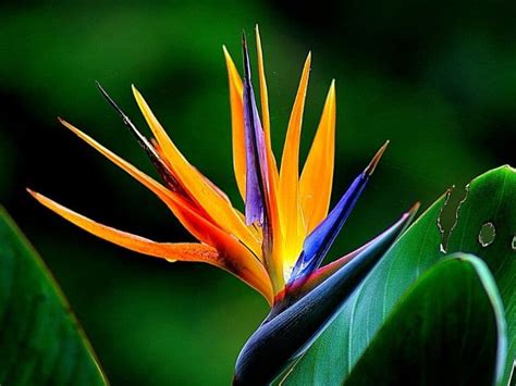 Bird Of Paradise Flower Strelitzia Types How To Grow And Care