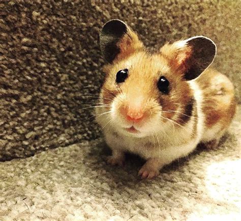 Things You Should Know Before Owning A Hamster Hello Jennifer Helen