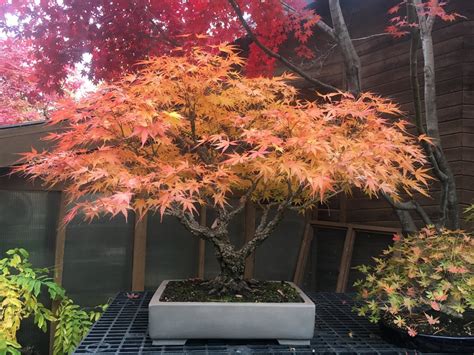 Acer Palmatum Arakawa Japanese Maple Garden Bonsai Tree Types