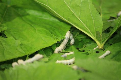 Silkworm Picture And Hd Photos Free Download On Lovepik