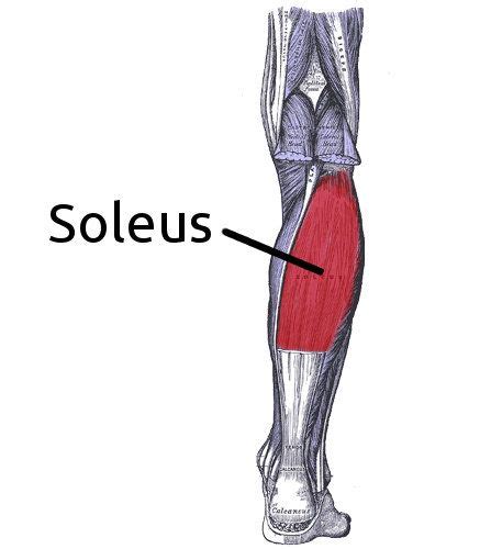 The Muscles Are Labeled In Red And White With An Arrow Pointing To