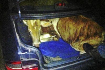 Maybe you would like to learn more about one of these? Orang ni: Curi Lembu 3 ekor, Guna Sebuah Kereta Proton ...