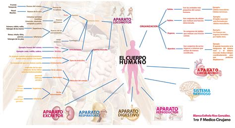 Tejidos Tejidos Del Cuerpo Humano Sistemas Del Cuerpo Humano Mapa Images And Photos Finder