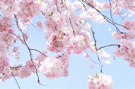 漂亮的日本樱花树图片素材免费下载图片格式高清图片398894摄图网