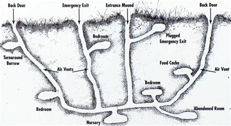 Chipmunk Den Diagram