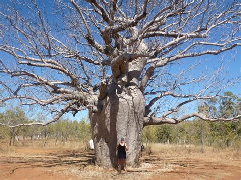 Boab Tree Outbackjoe