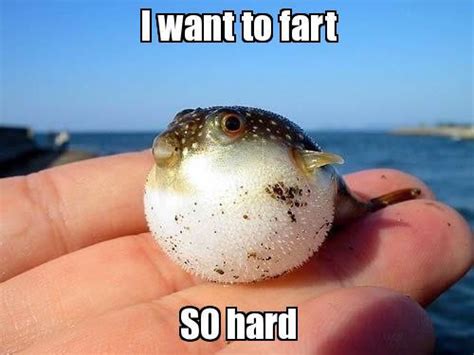 51 Funny Fart Meme Images Jokes S Photos And Pictures Picsmine