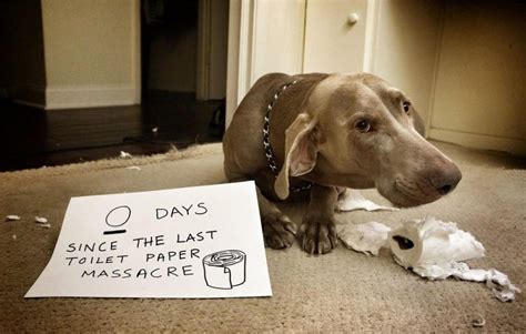 40 Dogs Who Were Caught In The Act With Hilarious Results Page 35 Of