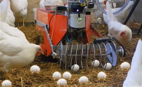 Robots For Precision Poultry And Egg Production Precision Poultry Farming
