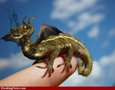 Photoshop Dragons Baby Dragon Dragon Pictures Dragon